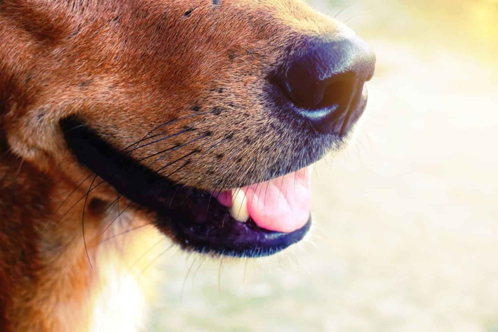 dog whiskers