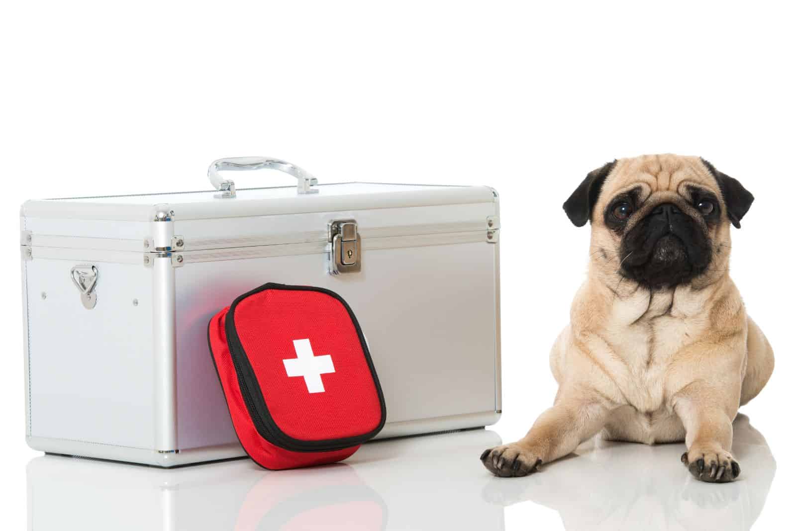 dog with first aid kit