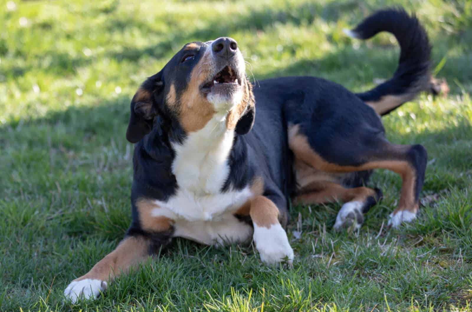 dog yelping in the garden