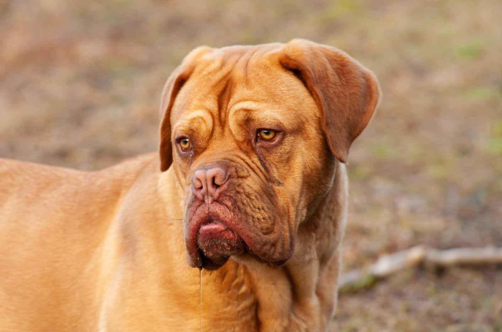 dogue de bordeaux drooling