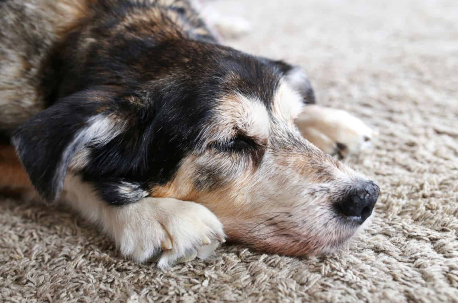 dying dog lying on the carpet