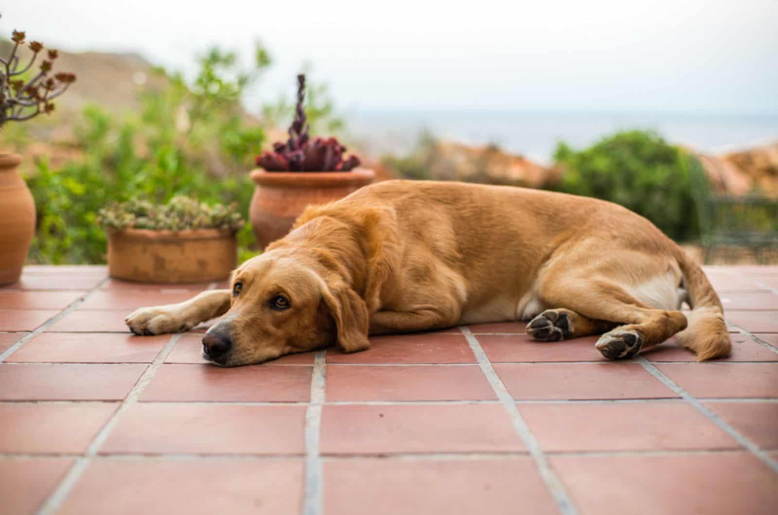 dying golden retriever dog lying on the floor