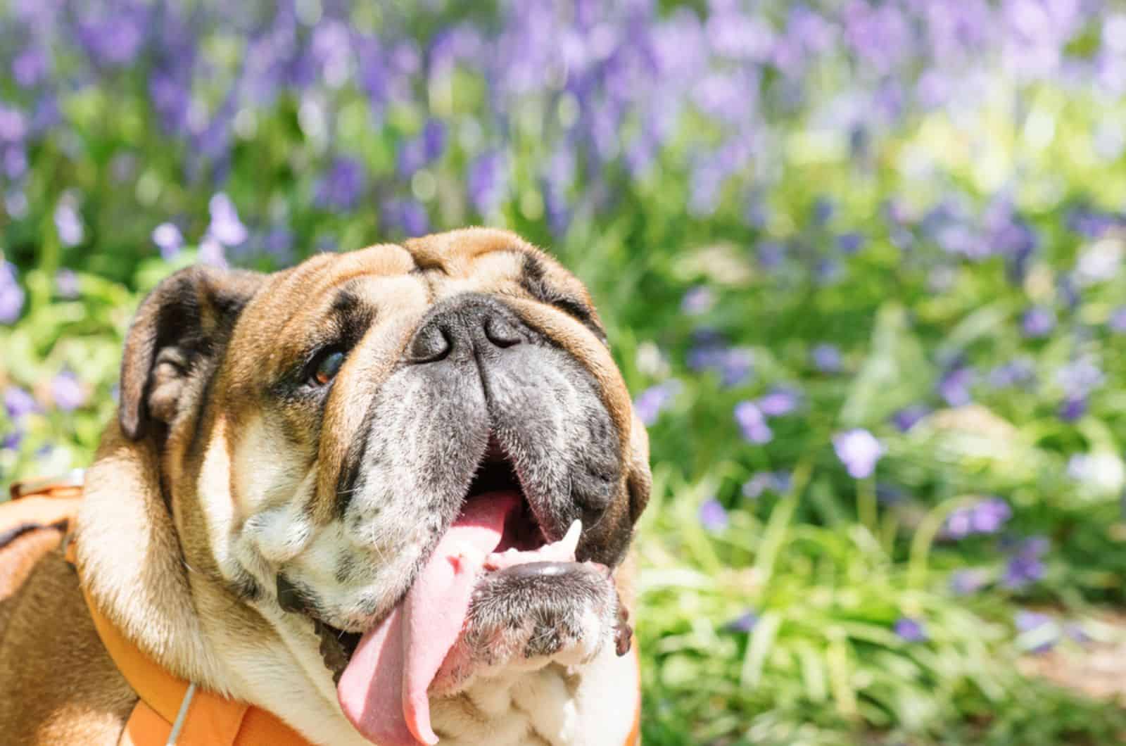 english bulldog licks the air in the garden