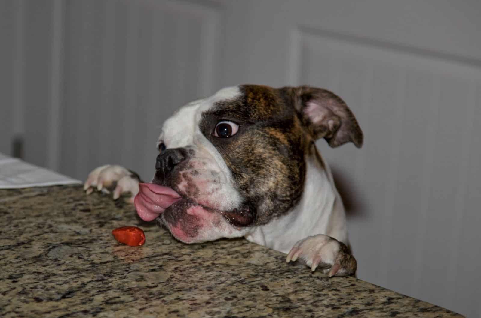 english bulldog trying to get food of the counter