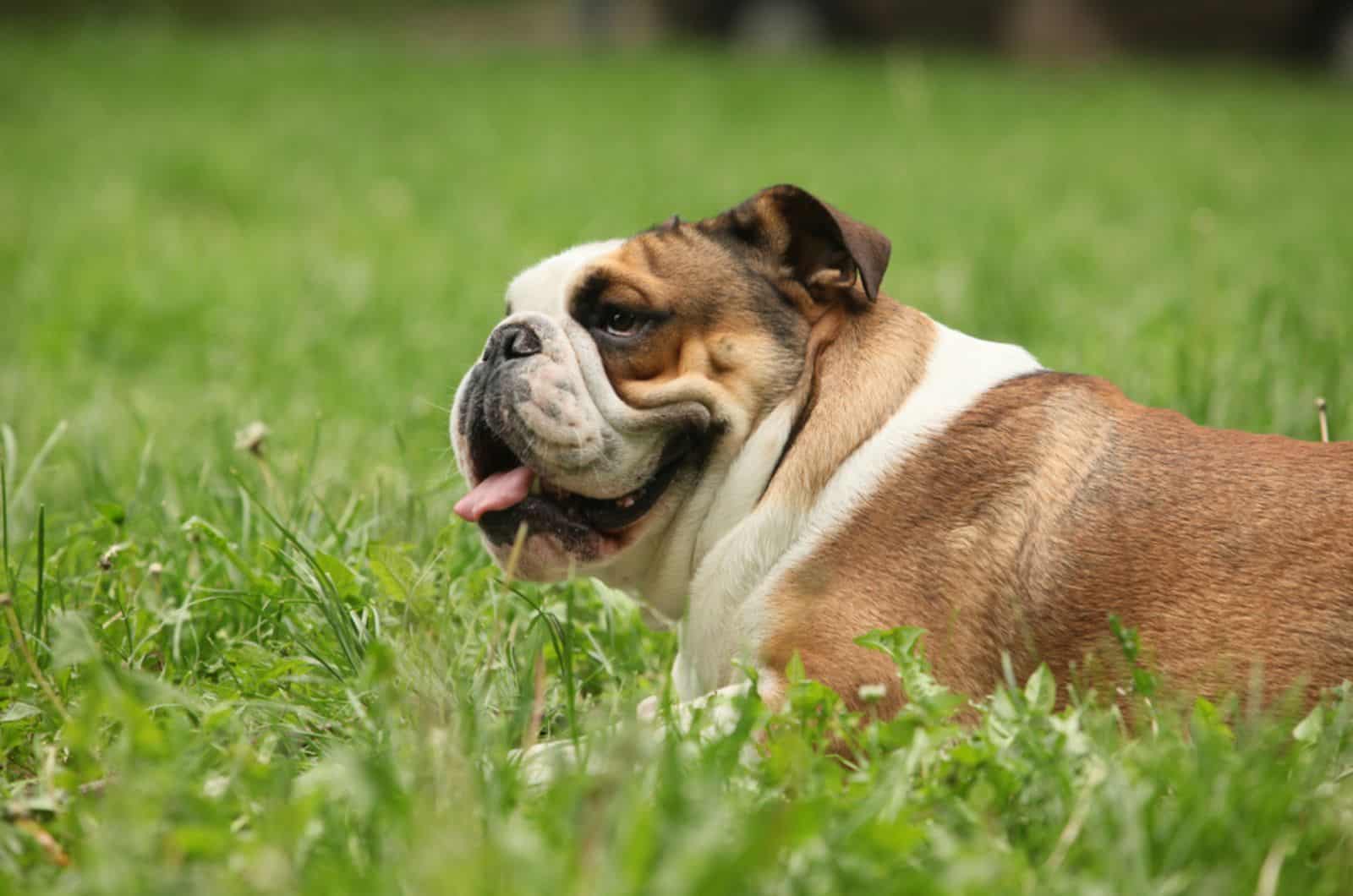 english bulldog licks the air