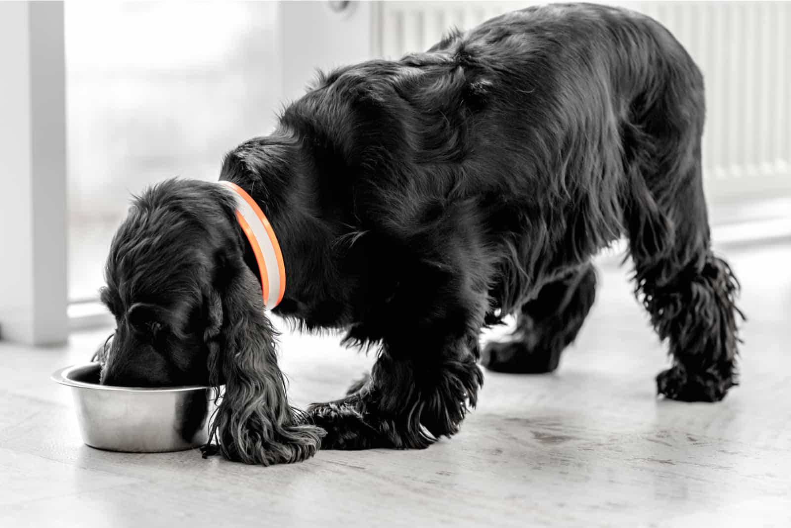 english cocker spaniel eating