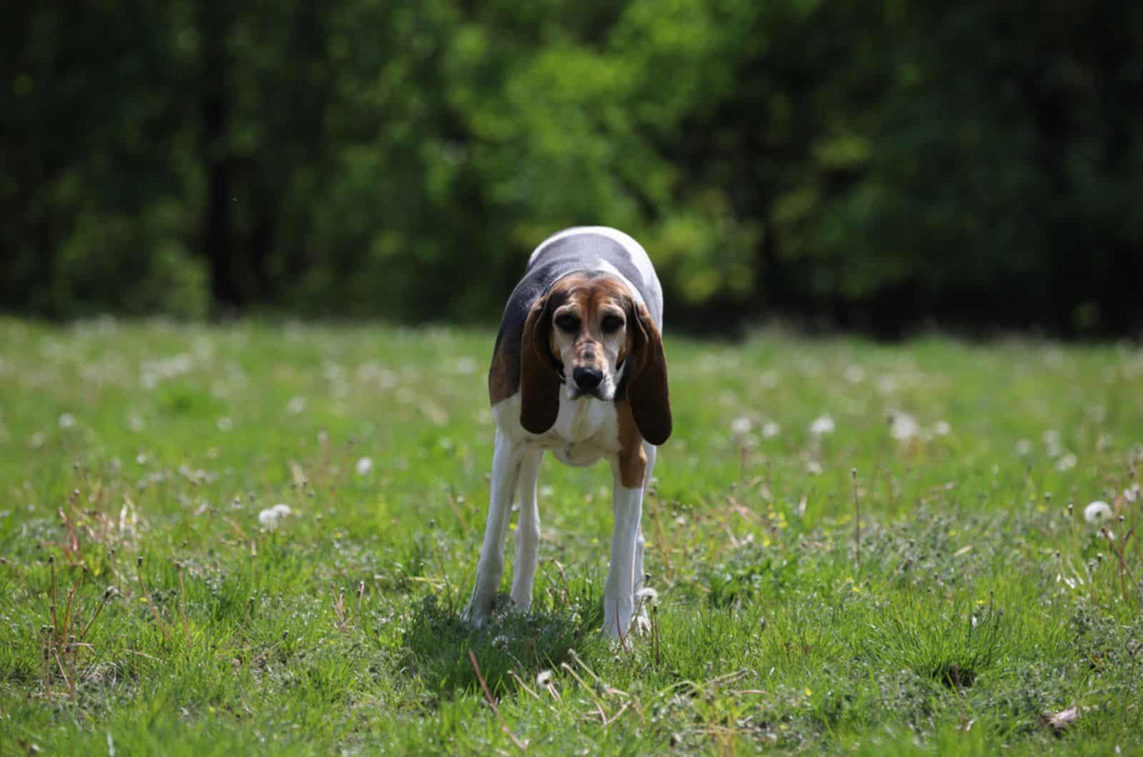 english foxhound standign on the lawn