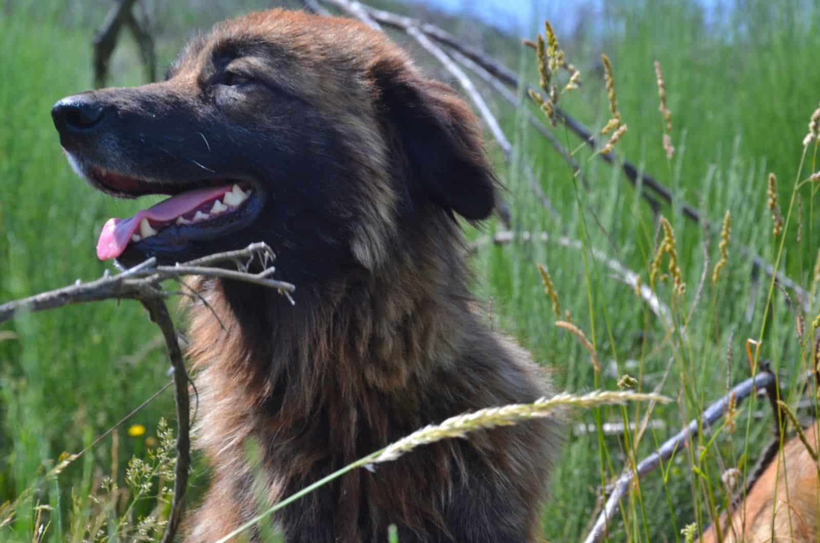 estrela mountain dog in nature