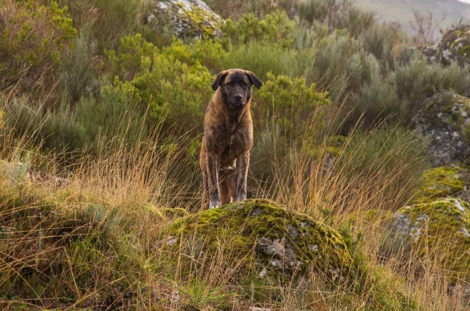 estrela mountain dog in nature