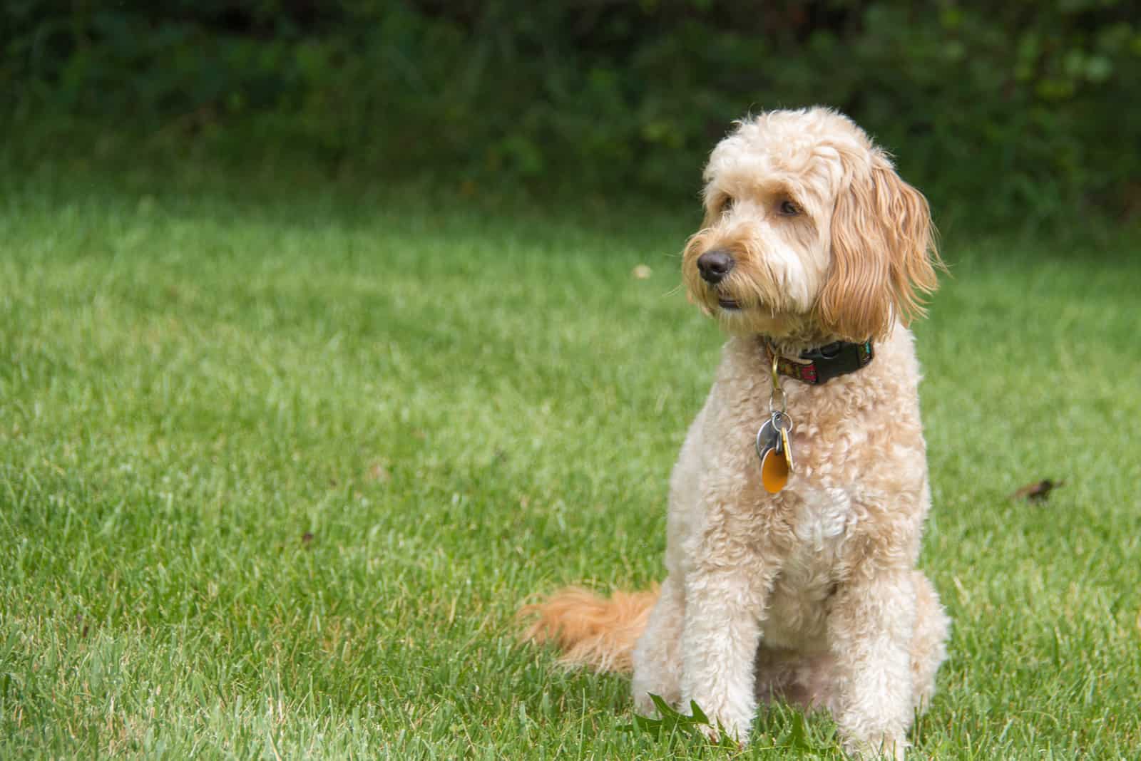 f1b mini goldendoodle