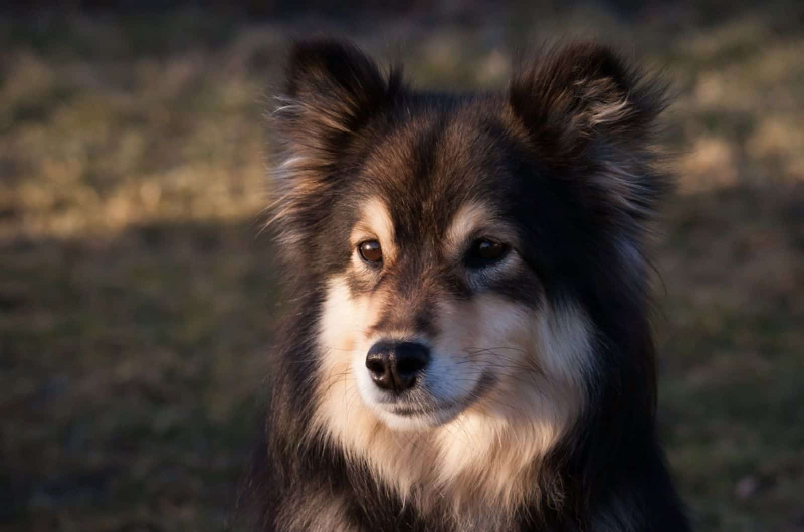 finnish lapphund outdoors