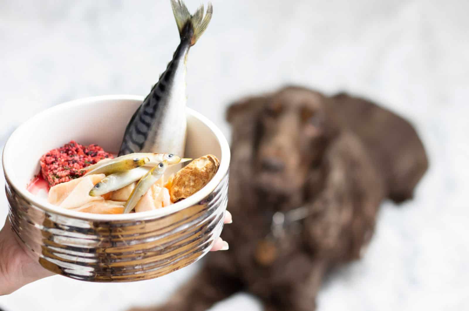 fish in a bowl for a dog