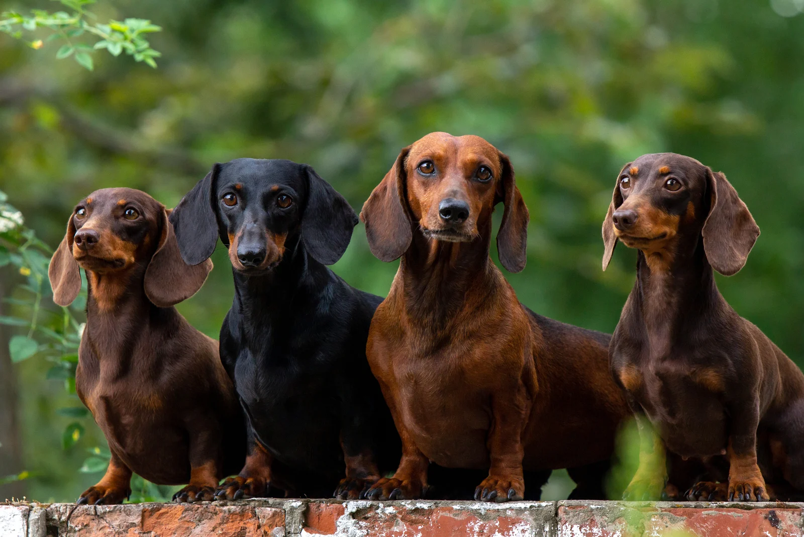 four dachshunds photographed in nature