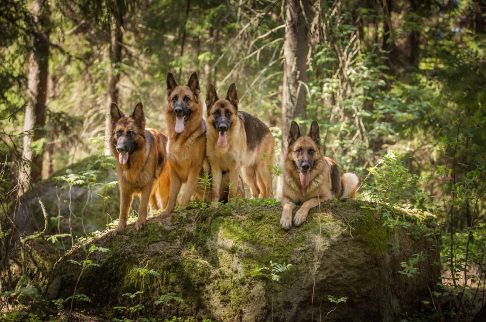 four german shepherd dogs in forest