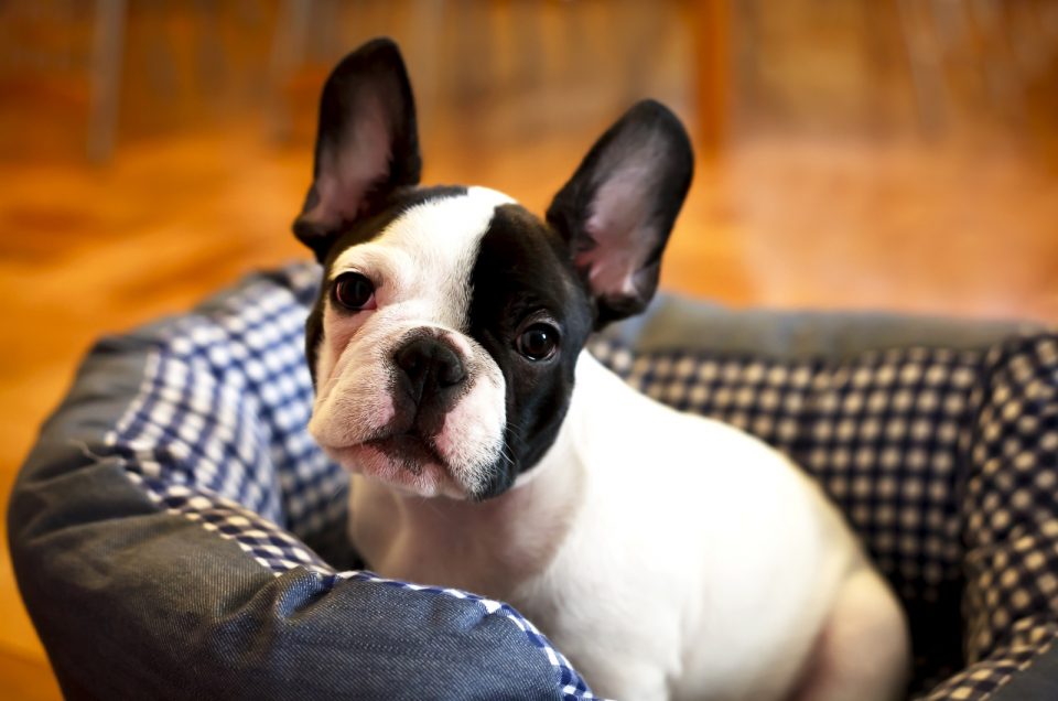 What’s Up With French Bulldog Ear Taping?