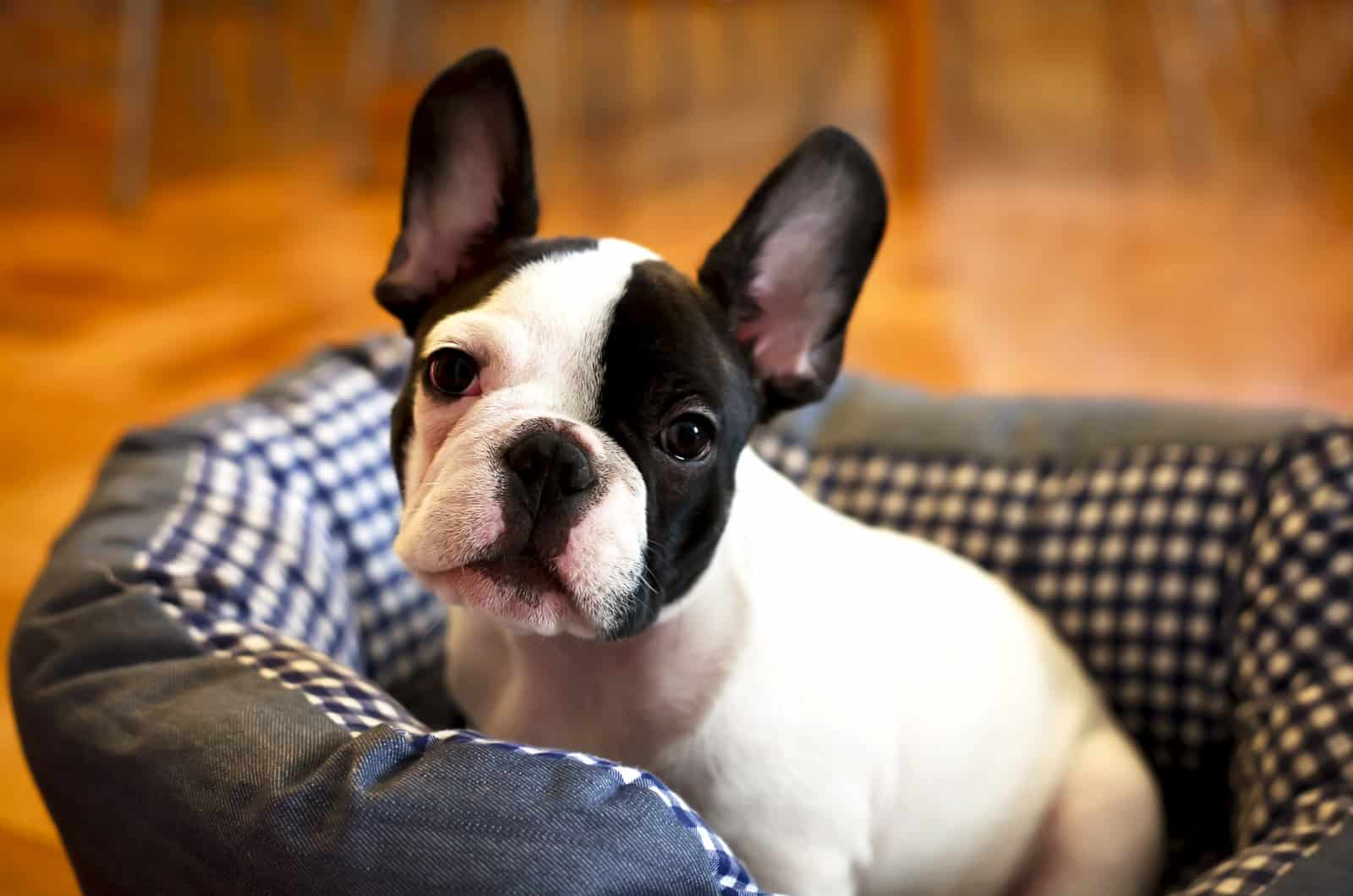 french Bulldog puppy sitting in bed