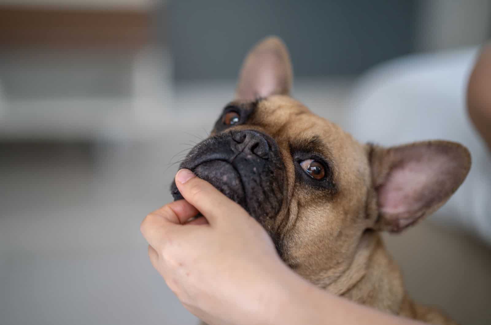 french bulldog looking at his owner