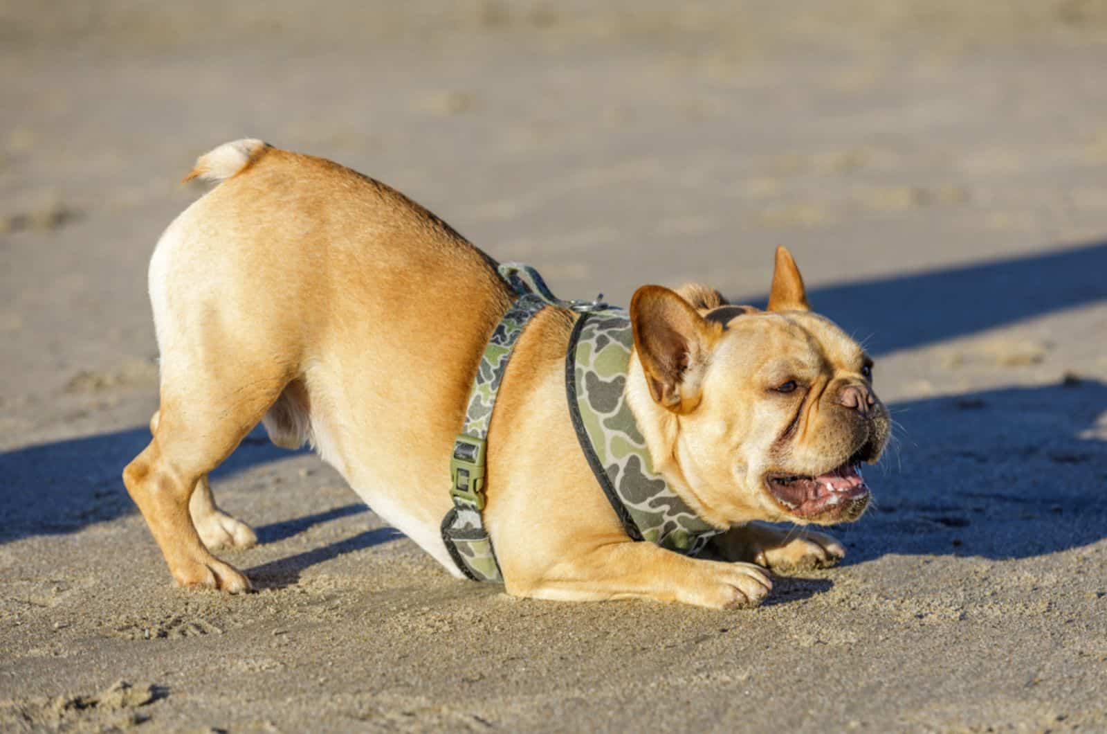 french bulldog barking