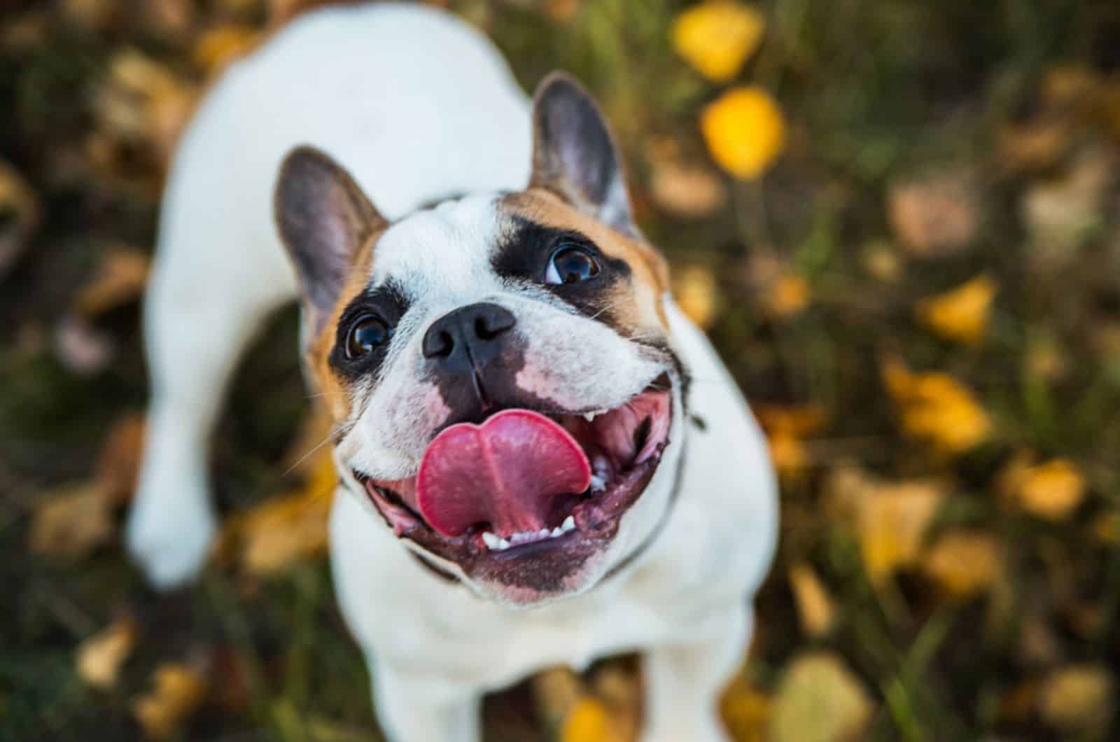 french bulldog licks the air