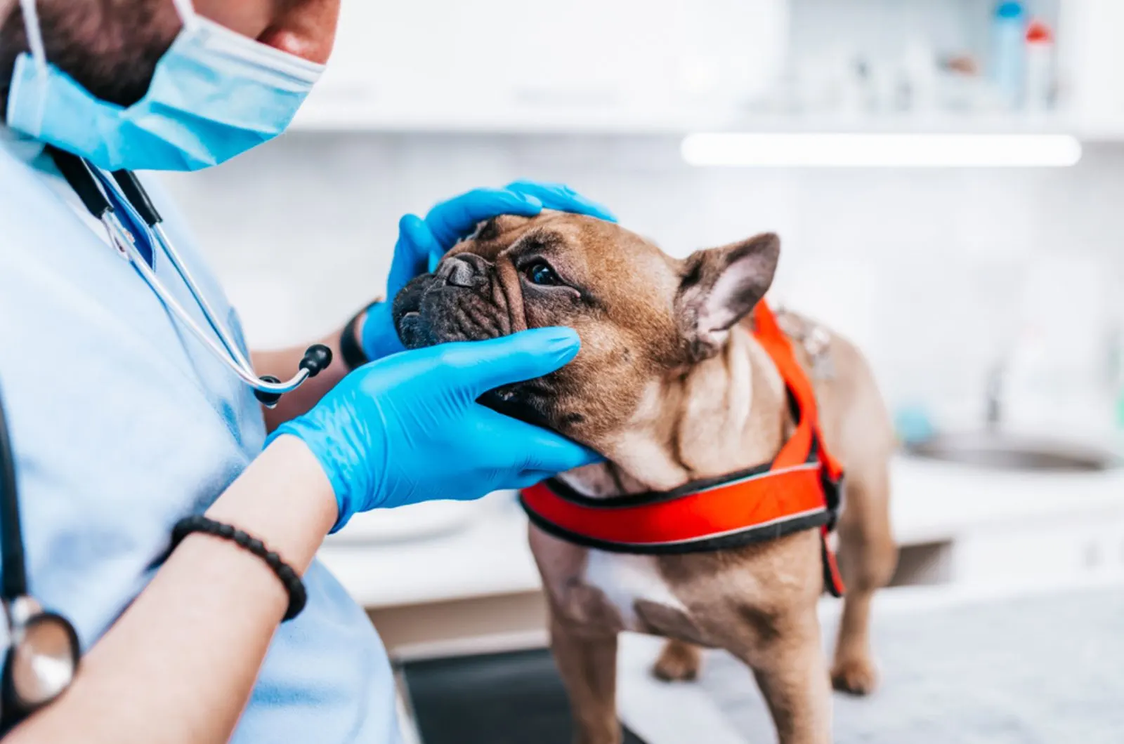 french bulldog at vet ambulance being examined by a veterinarian