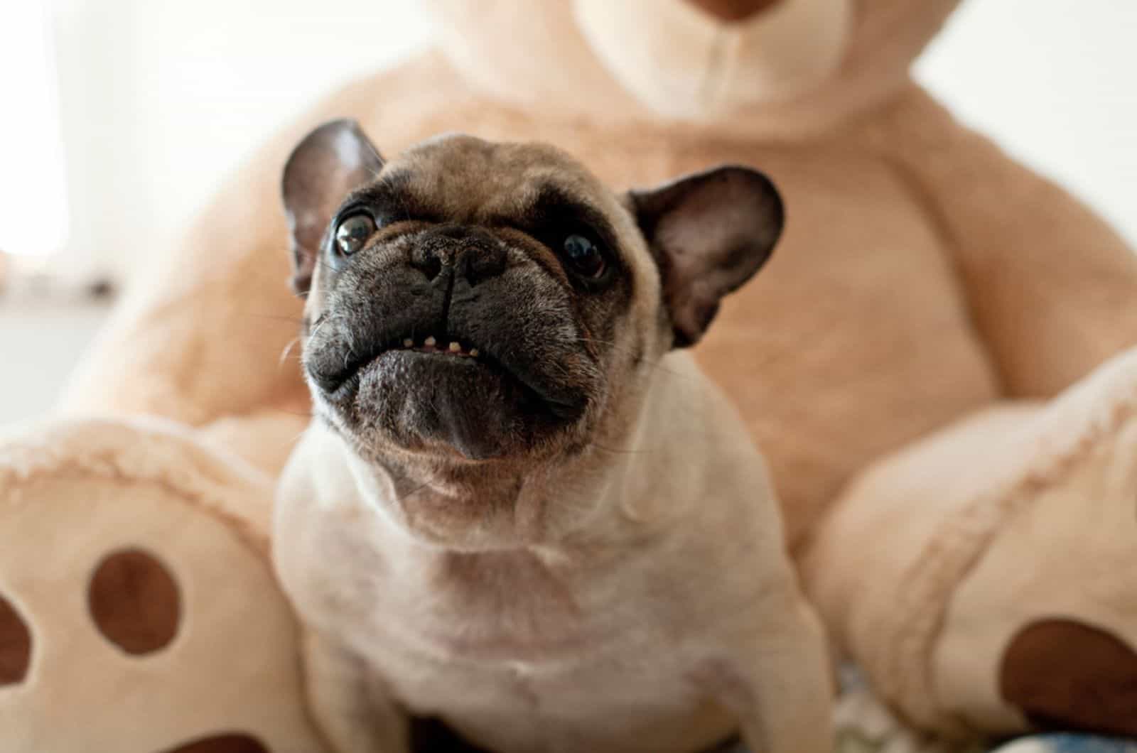 french bulldog barking indoors