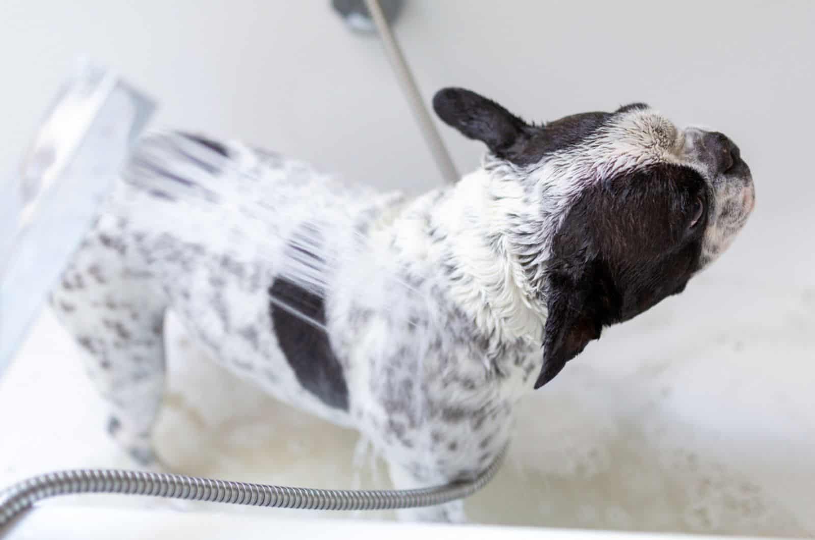 french bulldog bathes in bathtub