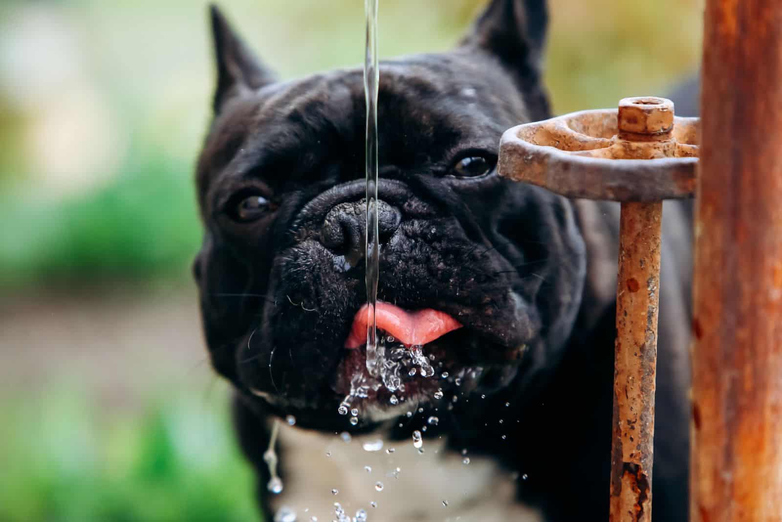 french bulldog drinks water