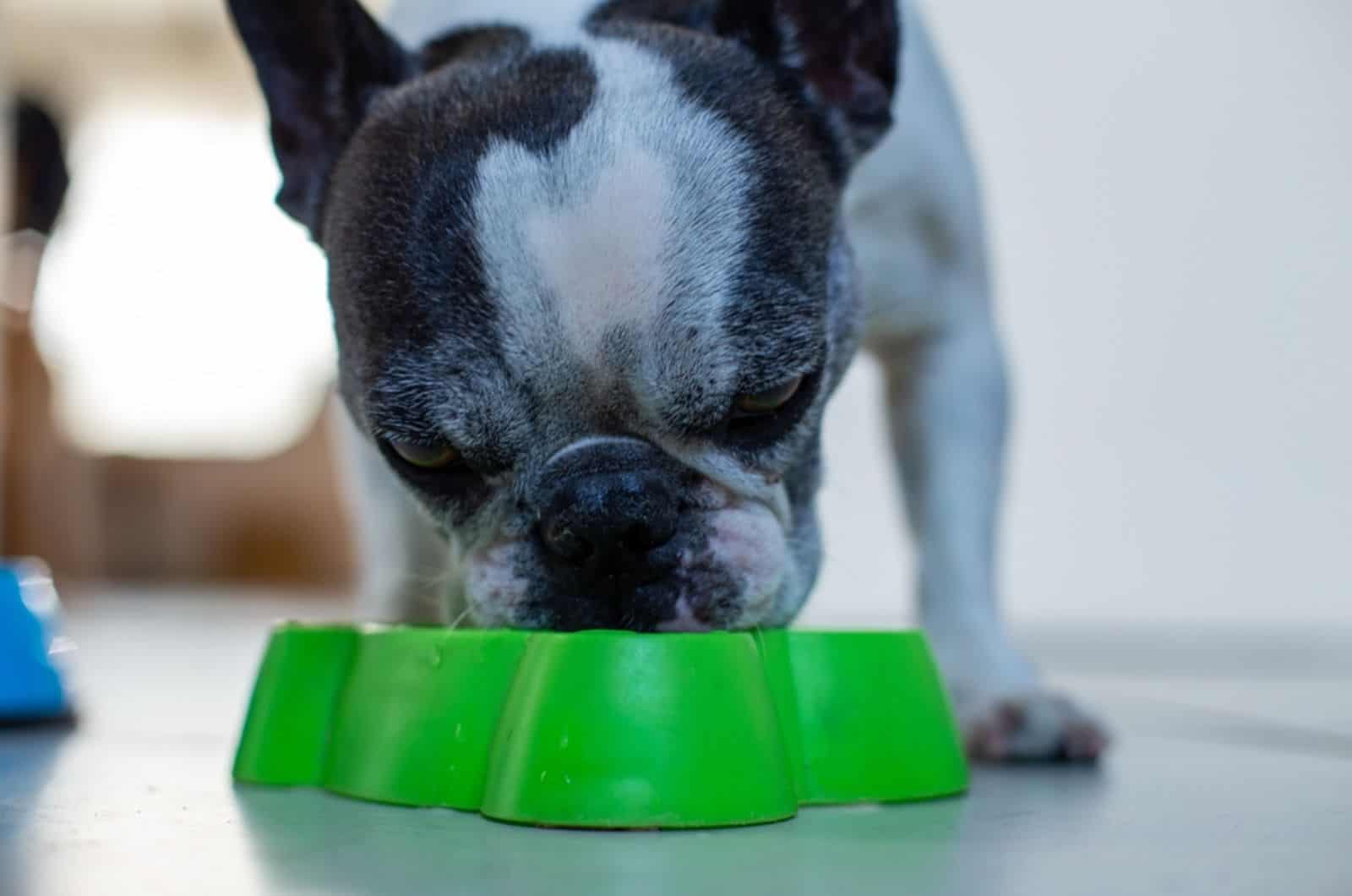 french bulldog eating from a bowl