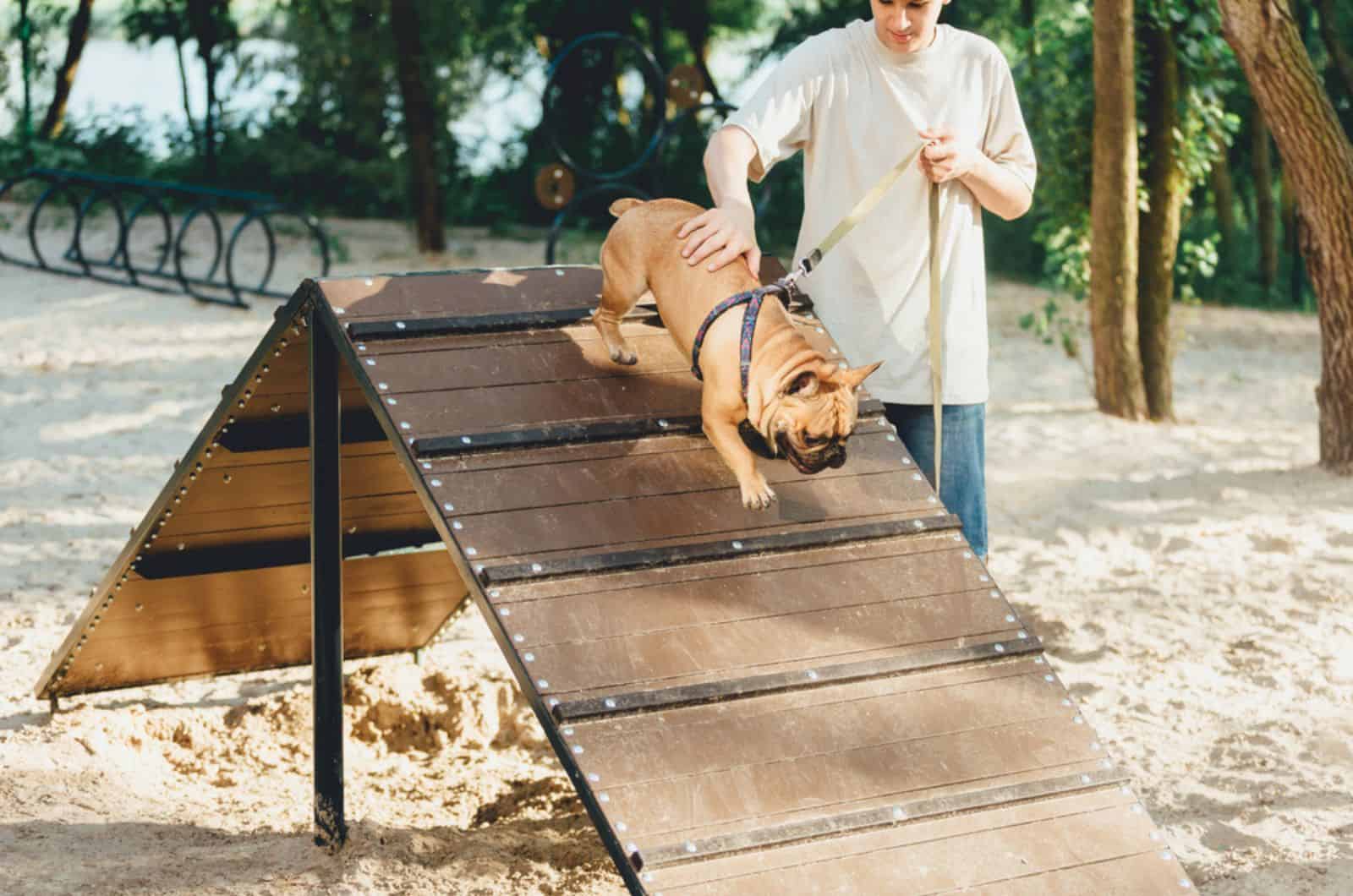 french bulldog in dog park with owner