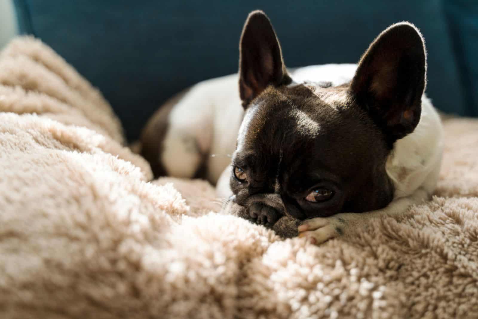 french bulldog laying with hurting stomach