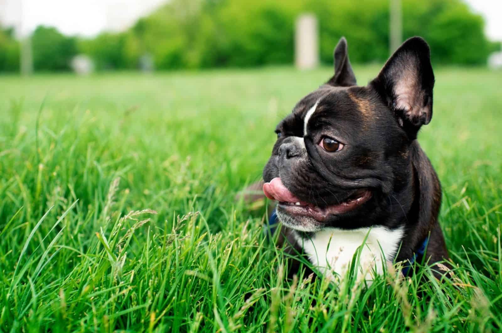 french bulldog licks the air on a meadow