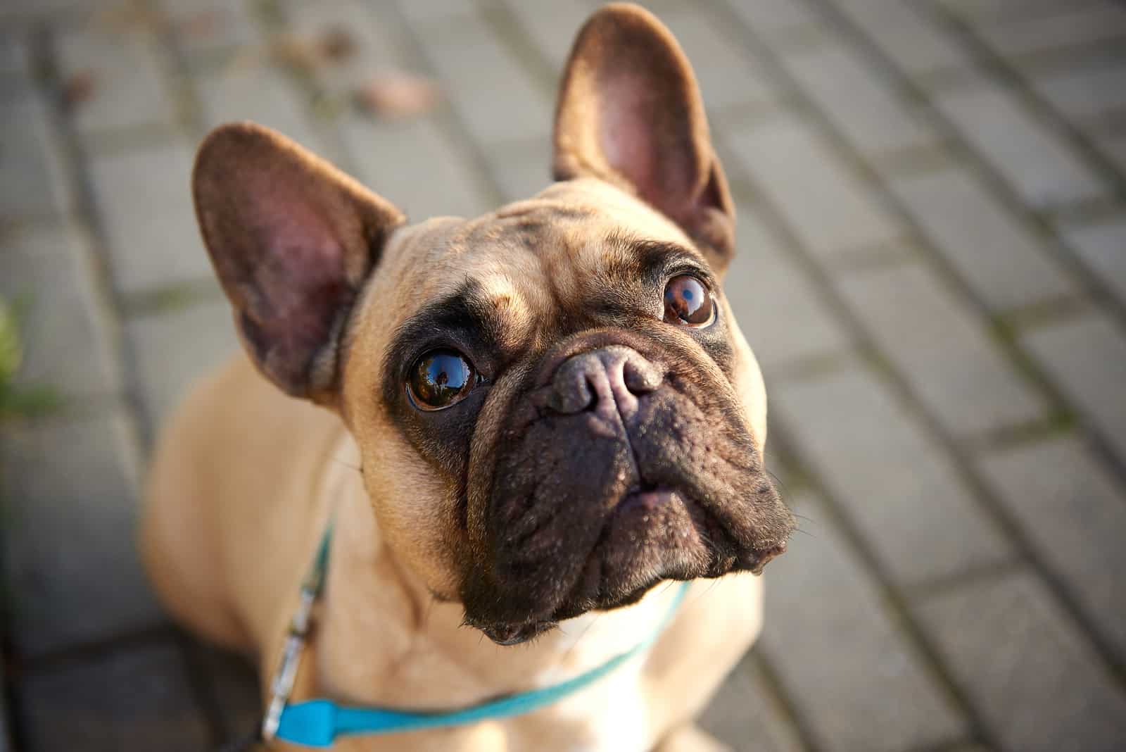 french bulldog looking up