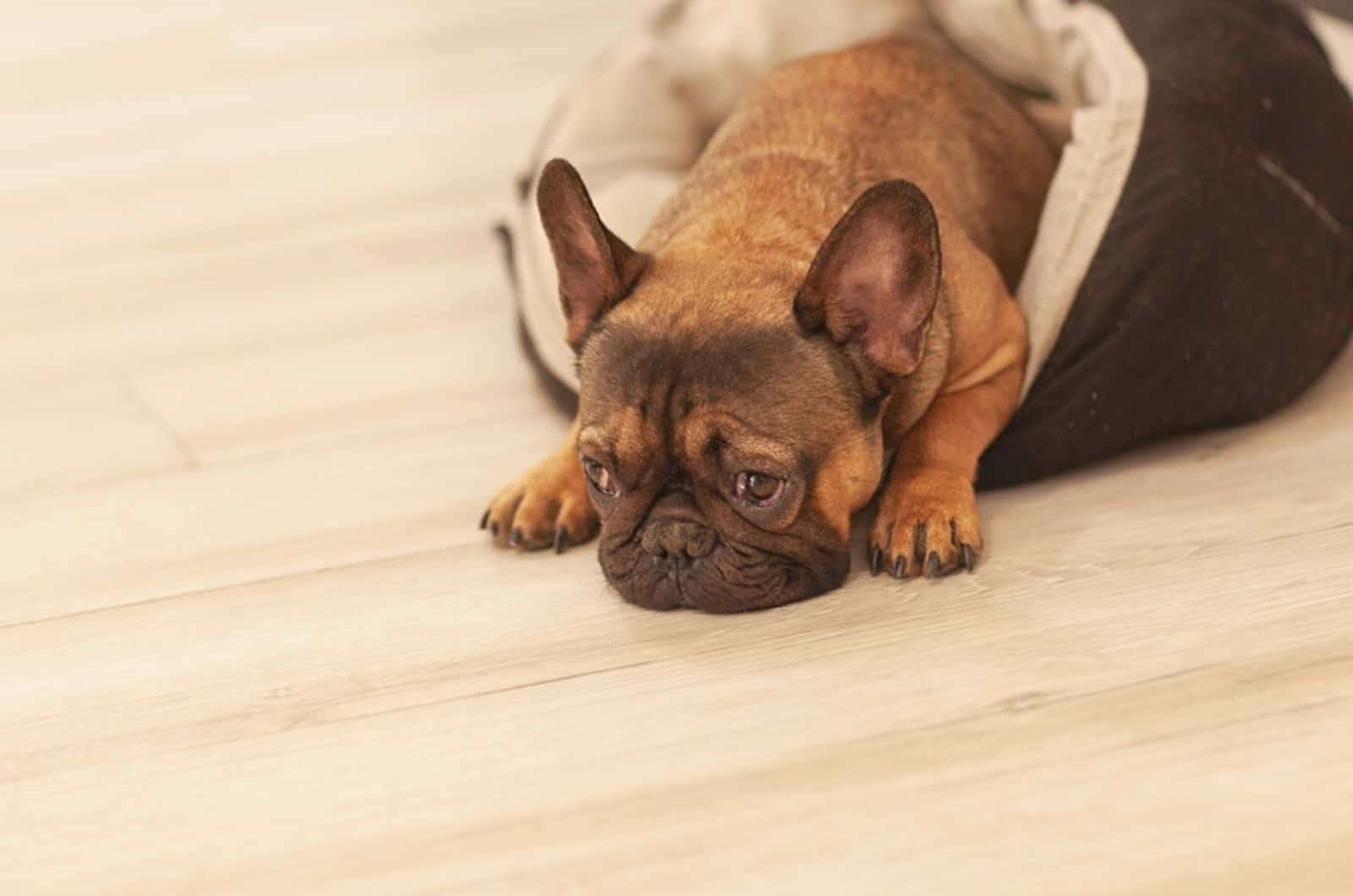 french bulldog lying in his bed indoors