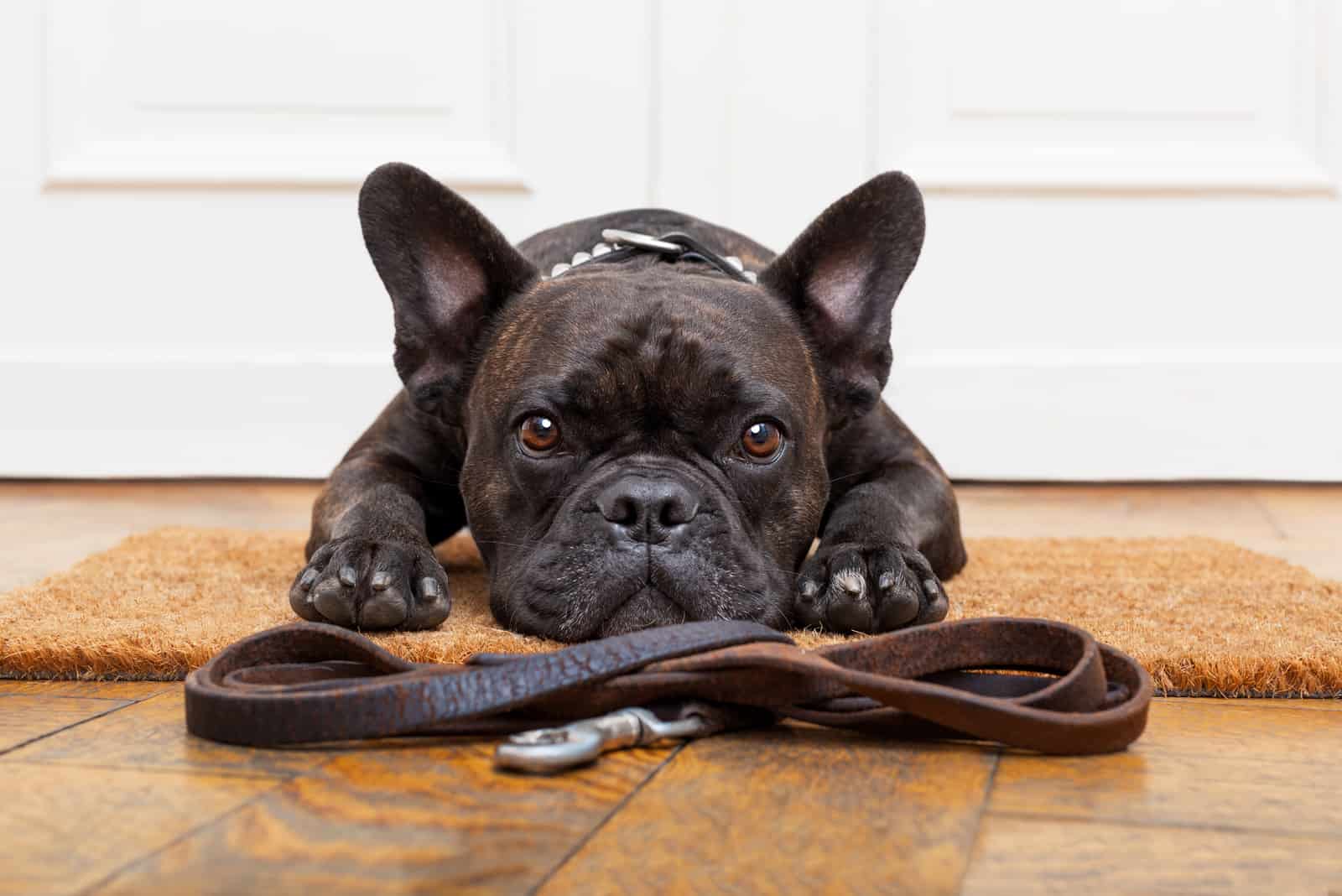 french bulldog lying on floor