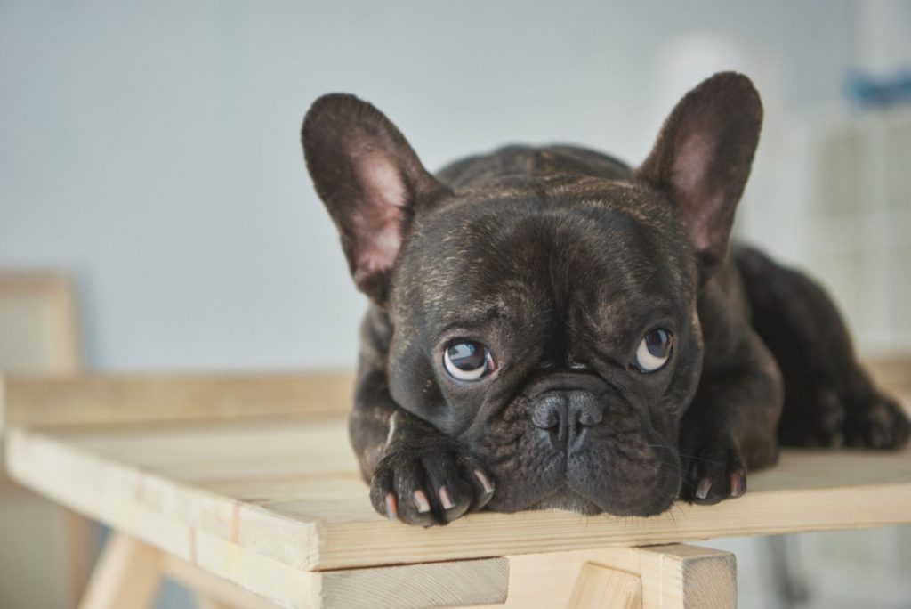 Tips On How To Clean French Bulldog Wrinkles Correctly
