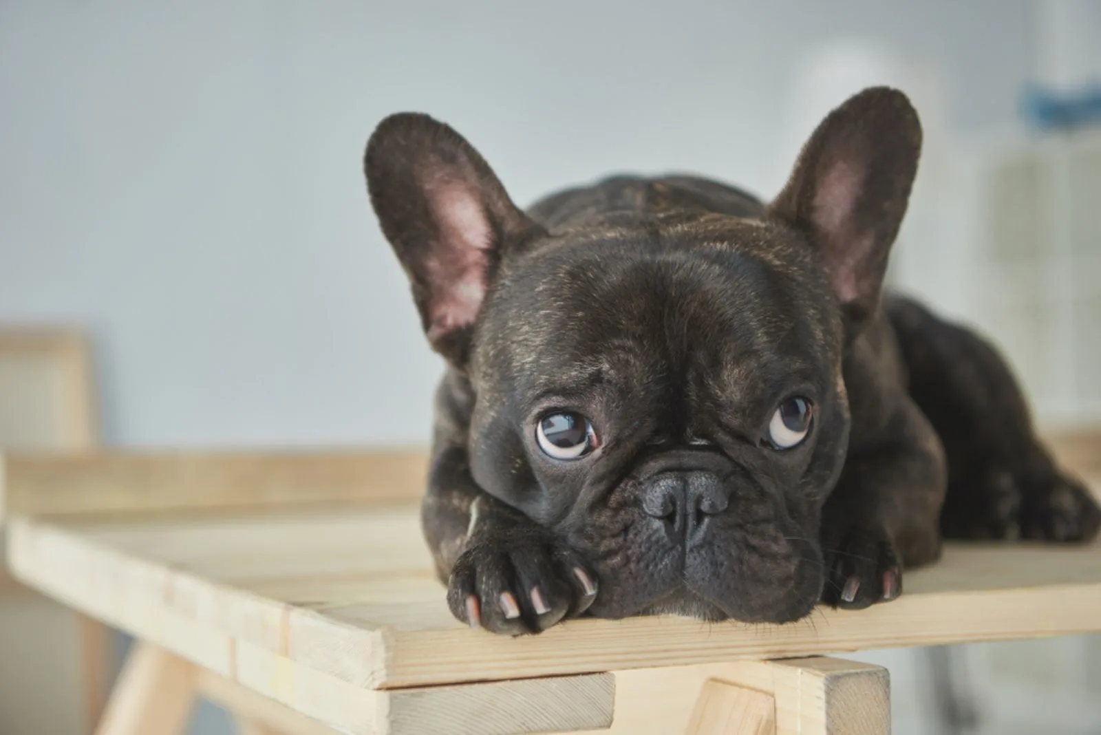 french bulldog lying on wooden table