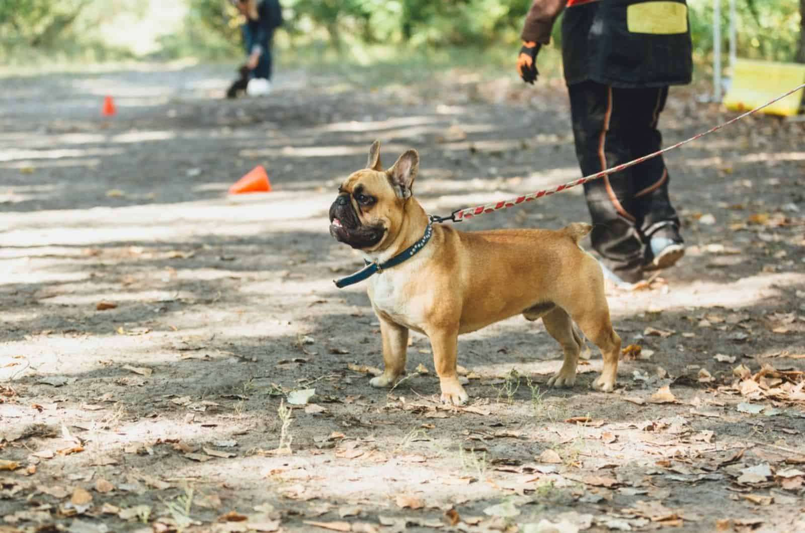 french bulldog on a leash in dog park