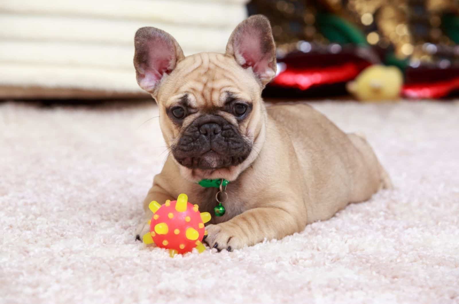 french bulldog playing with a toy on the carpet