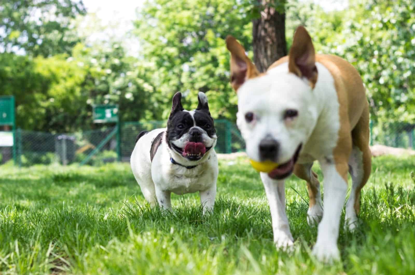 french bulldog playing with other dog in the park