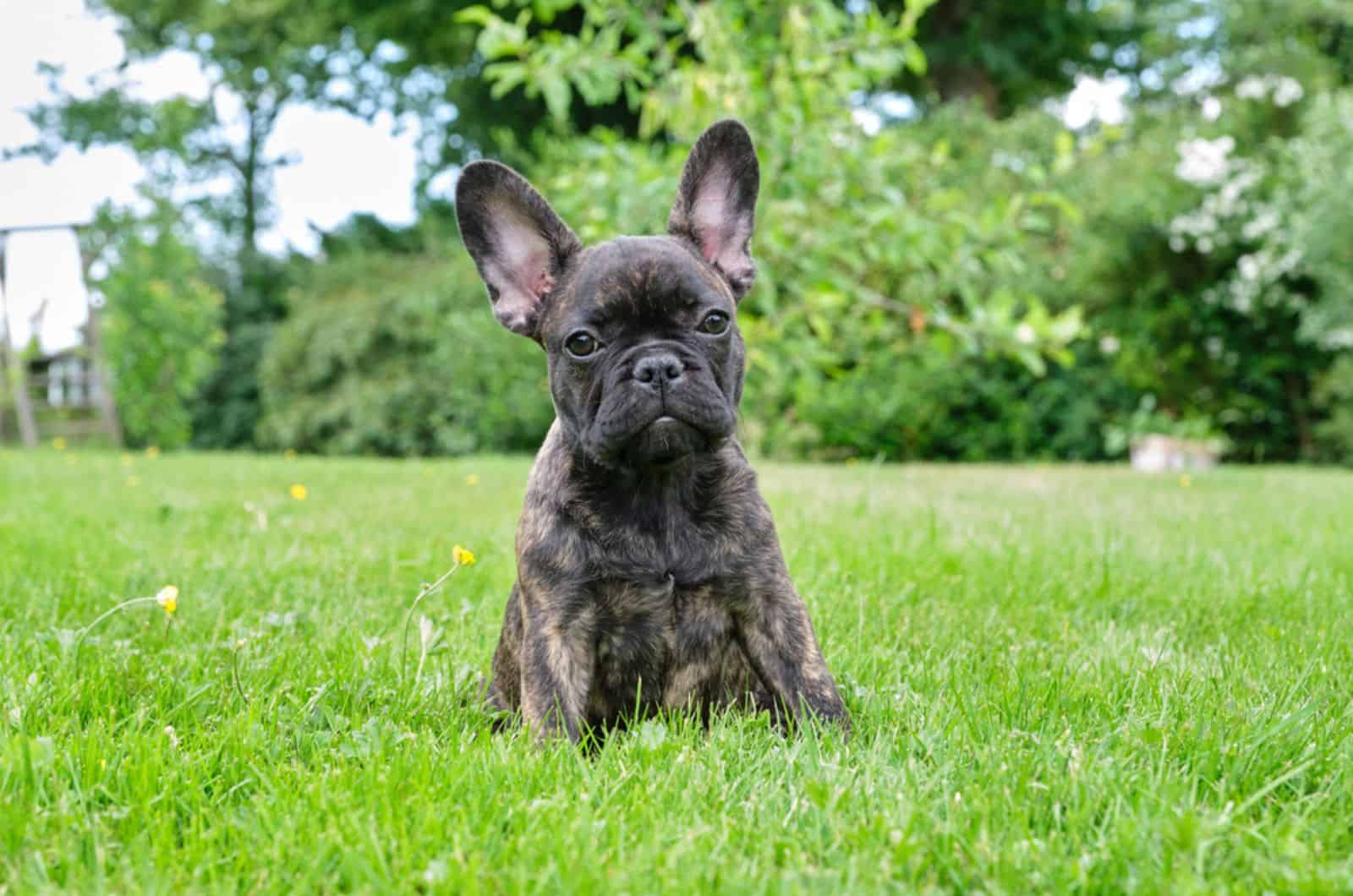 french bulldog puppy sitting on the lawn