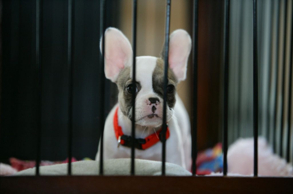 french bulldog puppy in a crate