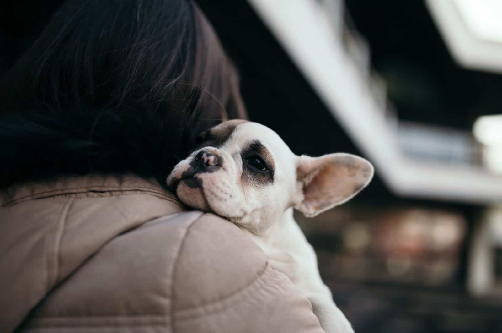 french bulldog puppy leaning head on his owner shoulder