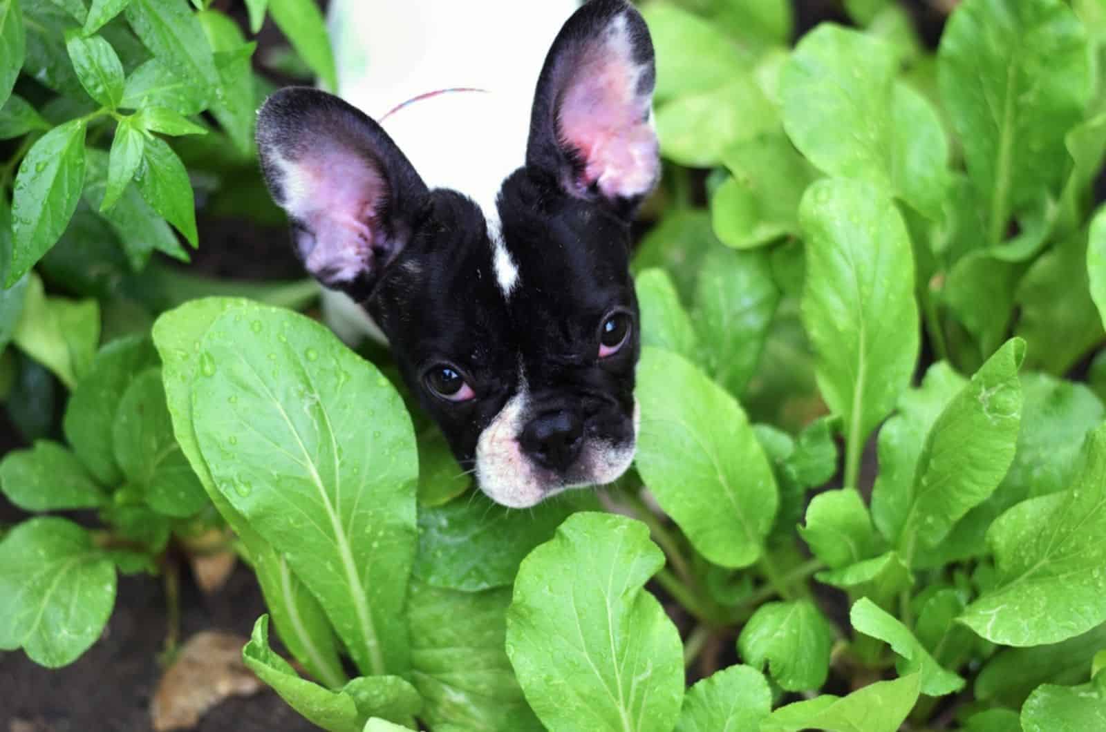 french bulldog puppy in the garden