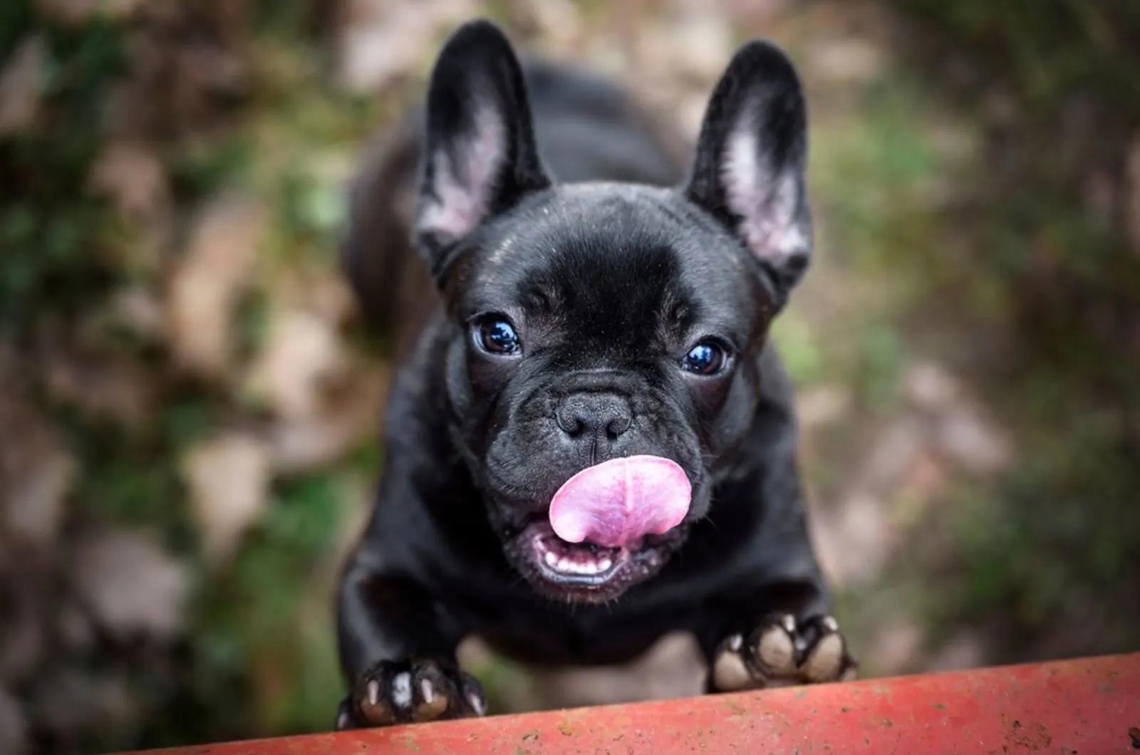 french bulldog puppy licks the air