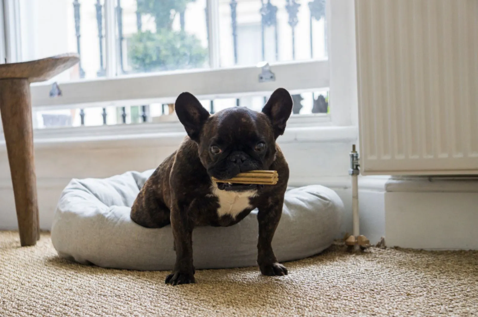 french bulldog sitting on his bed and eating a treat