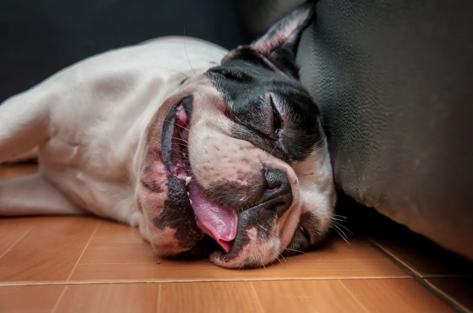 french bulldog sleeping on the floor