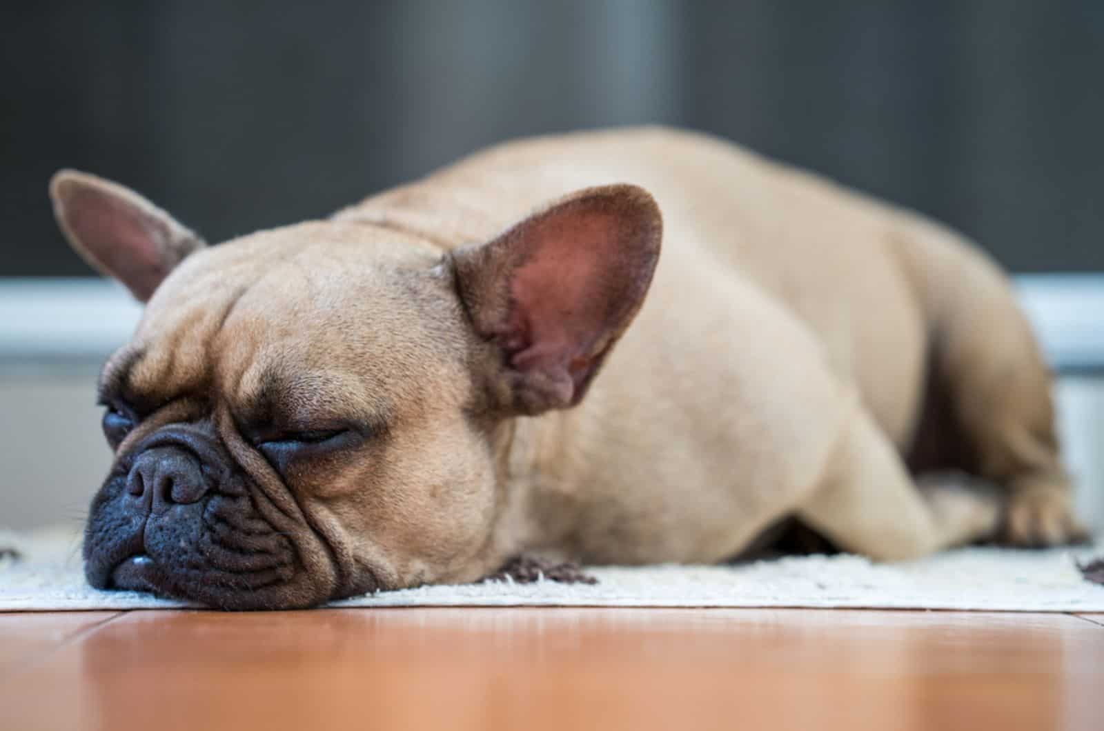 french bulldog sleeping on the mat