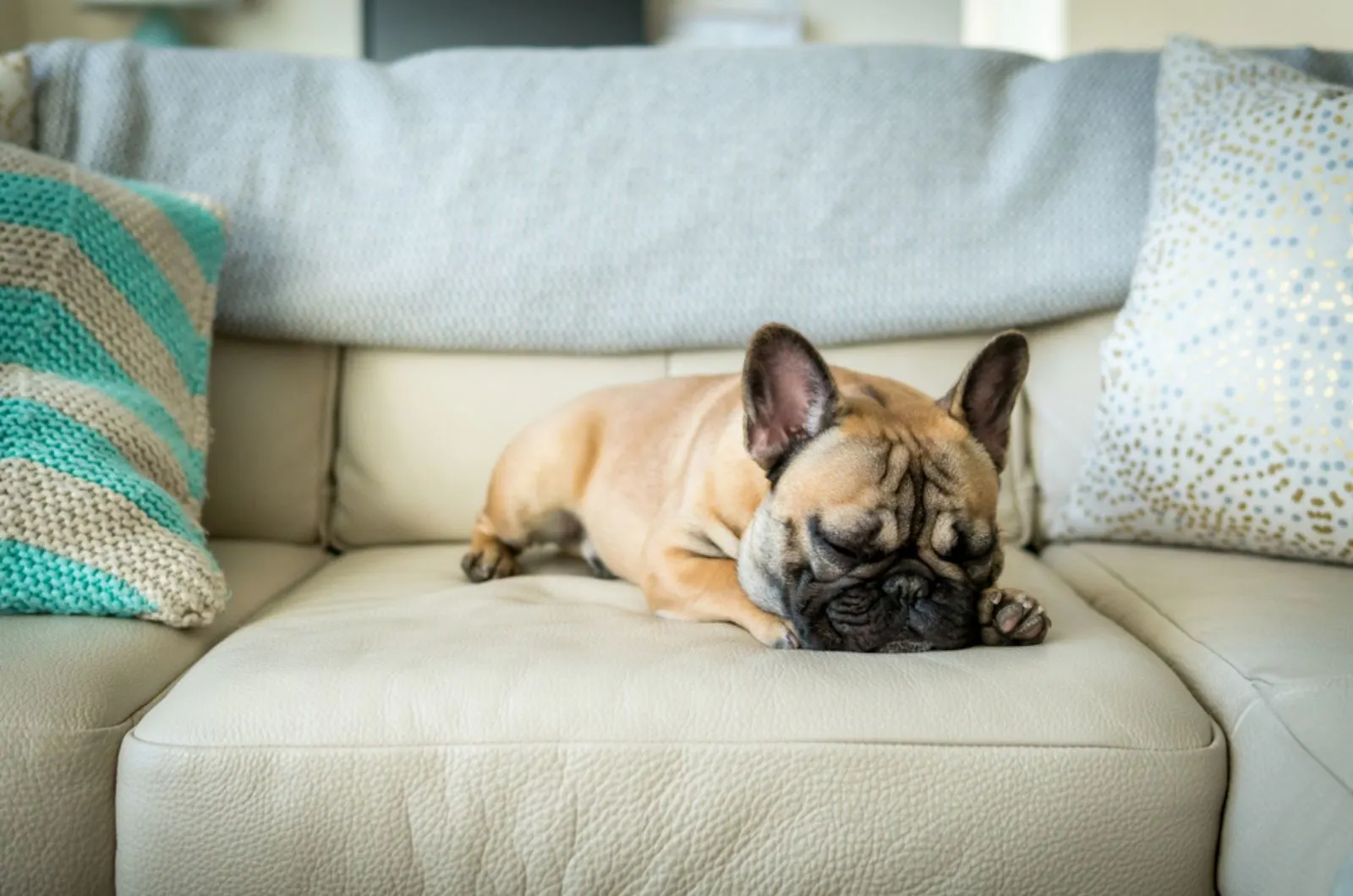 french bulldog sleeping on the couch