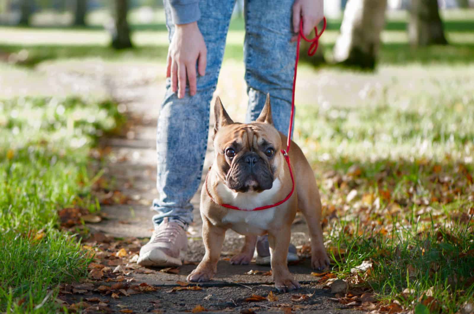 french bulldog walks in the autumn park with owner