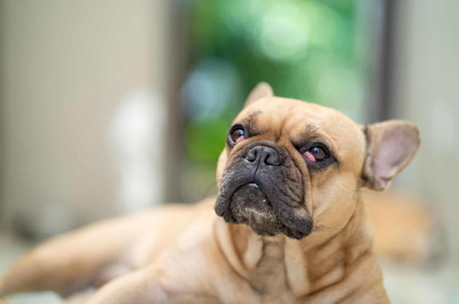 french bulldog with cherry eyes lying indoors